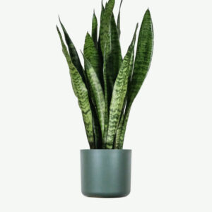 Calathea Beauty Star