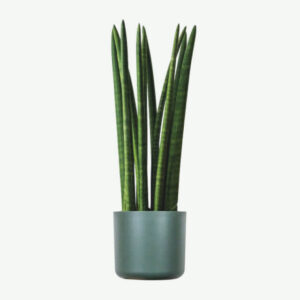 Zz Plants