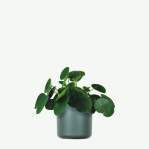 Alocasia Regal Shield