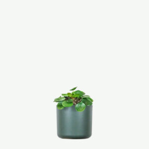Calathea Rufibarba