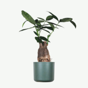 Aralia Ming