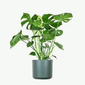 Dracaena Lisa