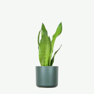 Golden Pothos Pole