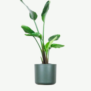 Euphorbia Ingens