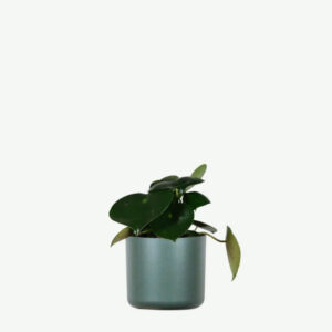 Pilea Peperomioides