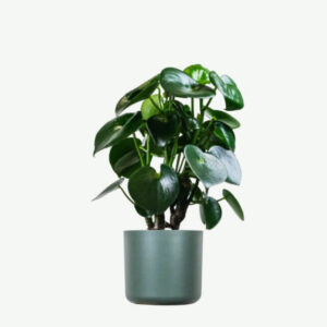 Peperomia Lemon Lime