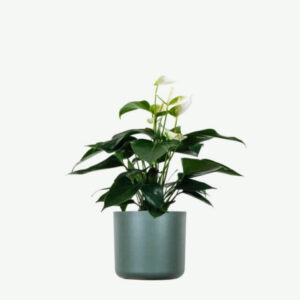 Spathiphyllum